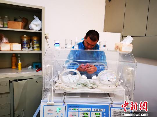 China Giant Panda Protection Research Center: Introduction of giant panda Caocao into the wild to give birth to twins.